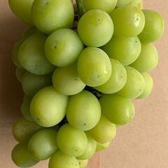 ぶどう シャインマスカット（828g）訳あり