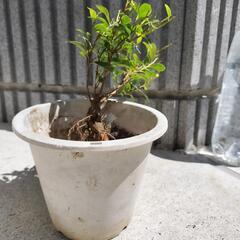 ガジュマル③地面から約30cm