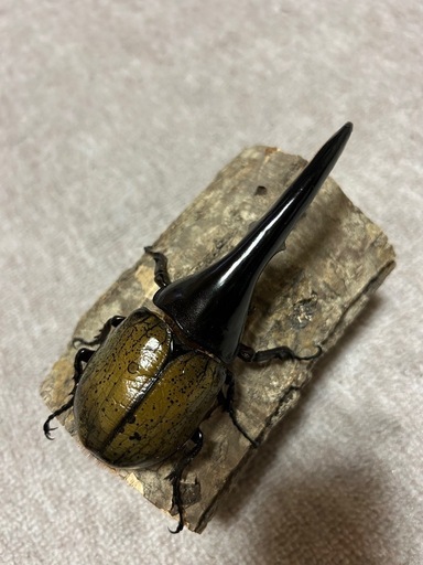 ヘラクレスオオカブト　ガルシア血統