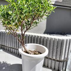 ガジュマル④地面から約６５cm