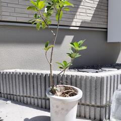 ガジュマル⑤地面から約７５cm