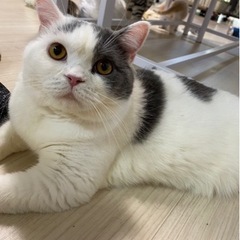 お問い合わせありがとうございました。