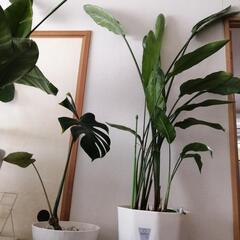 　お取引中です　観葉植物ストレチア　レギネ