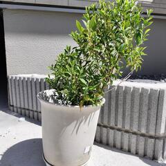 ガジュマル⑥地面から約６５cm