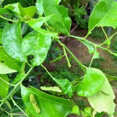 閲覧注意(幼虫) アゲハチョウ
