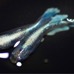 めだか厳選現物エメキンメダカの画像
