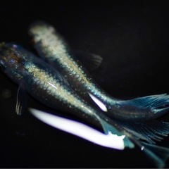 めだか厳選現物エメキンメダカの画像