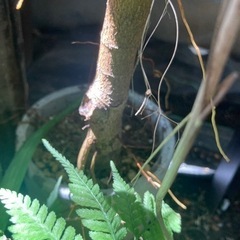【1/5 20%オフ】モートンベイイチジク　観葉植物　塊根植物　ゴムの木生活雑貨 家庭用品 ガーデニングの画像