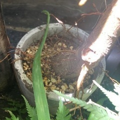 【1/5 20%オフ】モートンベイイチジク　観葉植物　塊根植物　ゴムの木生活雑貨 家庭用品 ガーデニングの画像