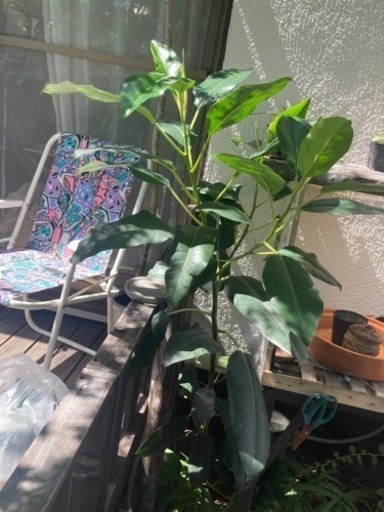 【1/5 20%オフ】モートンベイイチジク　観葉植物　塊根植物　ゴムの木生活雑貨 家庭用品 ガーデニング