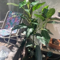【1/5 20%オフ】モートンベイイチジク　観葉植物　塊根植物　...