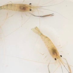 手長エビ子供1匹50円