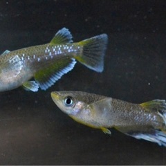 めだか厳選現物フロマージュメダカの画像