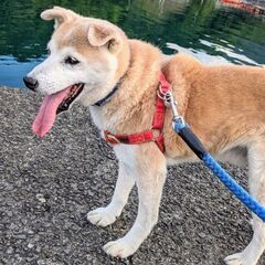 ※トライアル決定　お散歩大好き柴系の元気なシニア犬☆ジロウくん - 臼杵市