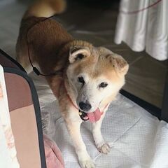 ※トライアル決定　お散歩大好き柴系の元気なシニア犬☆ジロウくん - 犬