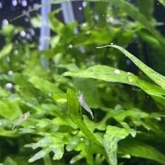ミナミヌマエビ1匹