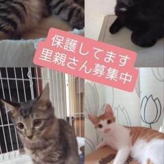 富山市山室で保護しています