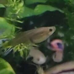 グッピーオスメスペア　400円！ の画像