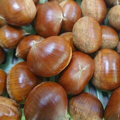  中津川産 栗の画像