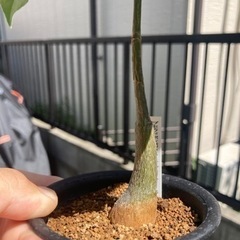 【受付終了】プセウドボンバックスエリプティクム　ボンバックス　実生苗　観葉植物　塊根植物　生活雑貨 家庭用品 ガーデニングの画像