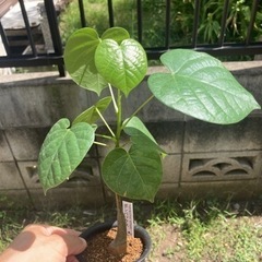 【受付終了】プセウドボンバックスエリプティクム　ボンバックス　実...