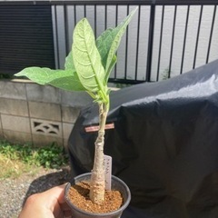 フォッケア マルチフローラ　観葉植物　塊根植物　生活雑貨 家庭用品 ガーデニングの画像