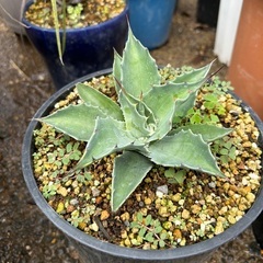 オバティフォリア鉢ごとお渡しします