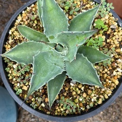 オバティフォリア鉢ごとお渡ししますの画像