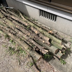 伐採木　無料でお譲りします。