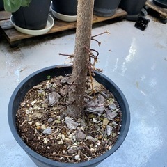 観葉植物 レア フィカススペルバ ゴムの木の仲間 菩提樹似のオシャレ木の画像