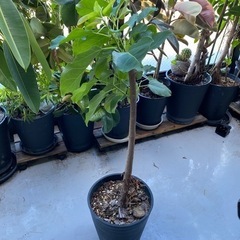 観葉植物 レア フィカススペルバ ゴムの木の仲間 菩提樹似のオシャレ木の画像