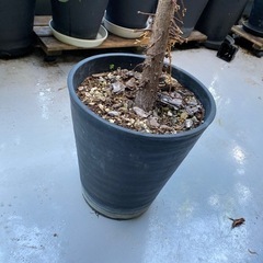 観葉植物 レア フィカススペルバ ゴムの木の仲間 菩提樹似のオシャレ木の画像