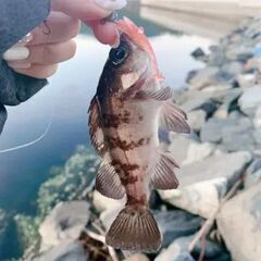 私も初心者 釣り.キャンプBBQ. アウトドアー(^O^)募集