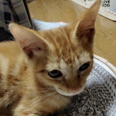 保護猫　クラシカルタビー柄の男の子　3、4ヶ月くらい