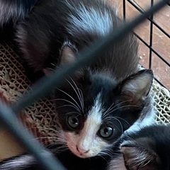 野良猫子猫