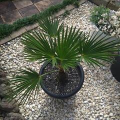 シュロ（棕櫚）鉢植え