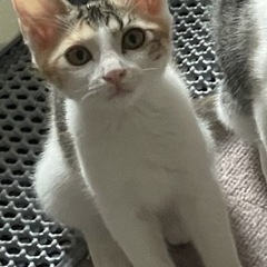 おてんばガール　パンナちゃん