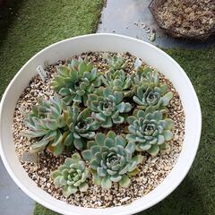決まりました、多肉植物 プリドニス