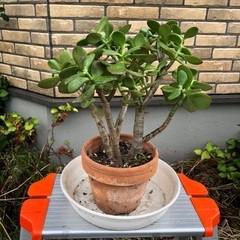 金のなる木 植物の画像