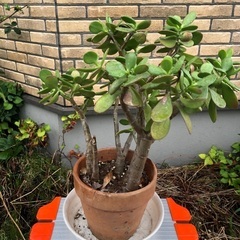 金のなる木 植物の画像