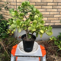 金のなる木 植物の画像