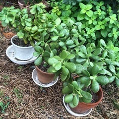 金のなる木 植物の画像