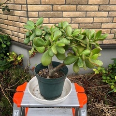 金のなる木 植物の画像