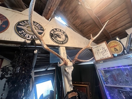 鹿の角骨格付き  山の主 (大きいサイズ）