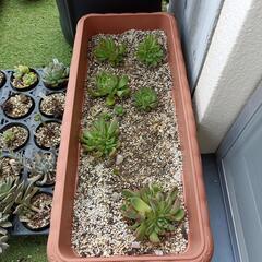 決まりました、多肉植物 ラブレター