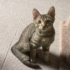 凛々しい顔立ち　ブラウニーくん