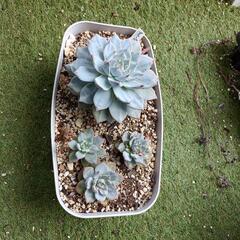 決まりました、多肉植物 ブルーバード