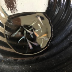 めだか　　MIXめだか　10匹＋稚魚5匹