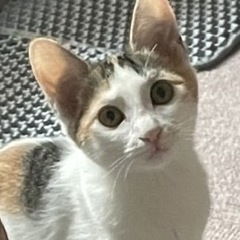 1人遊び大好き　みかんちゃん