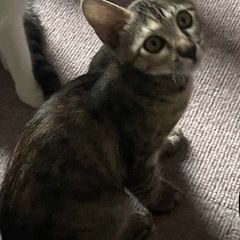最後に救った命　たからちゃん